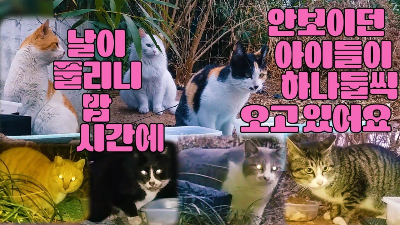 날이 풀리니 밥시간에 안보이던 아이들이 밥 먹으러 왔어요