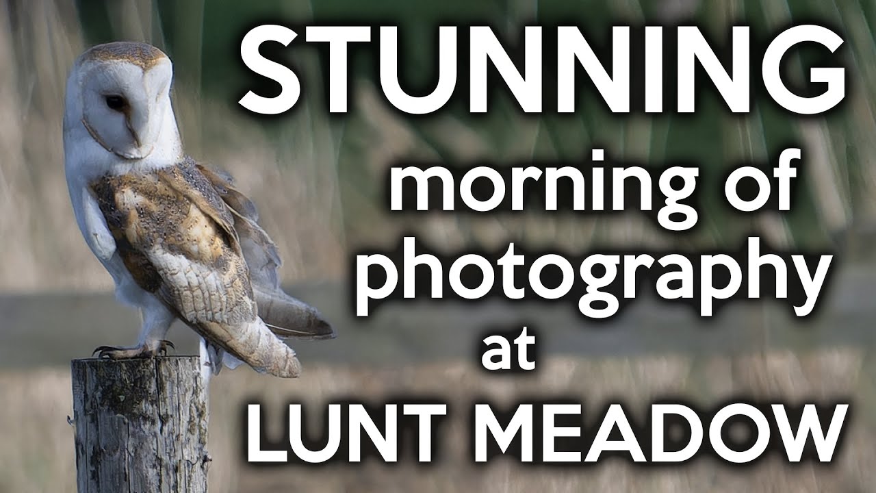 Stunning morning of bird photography with my Nikon Z8