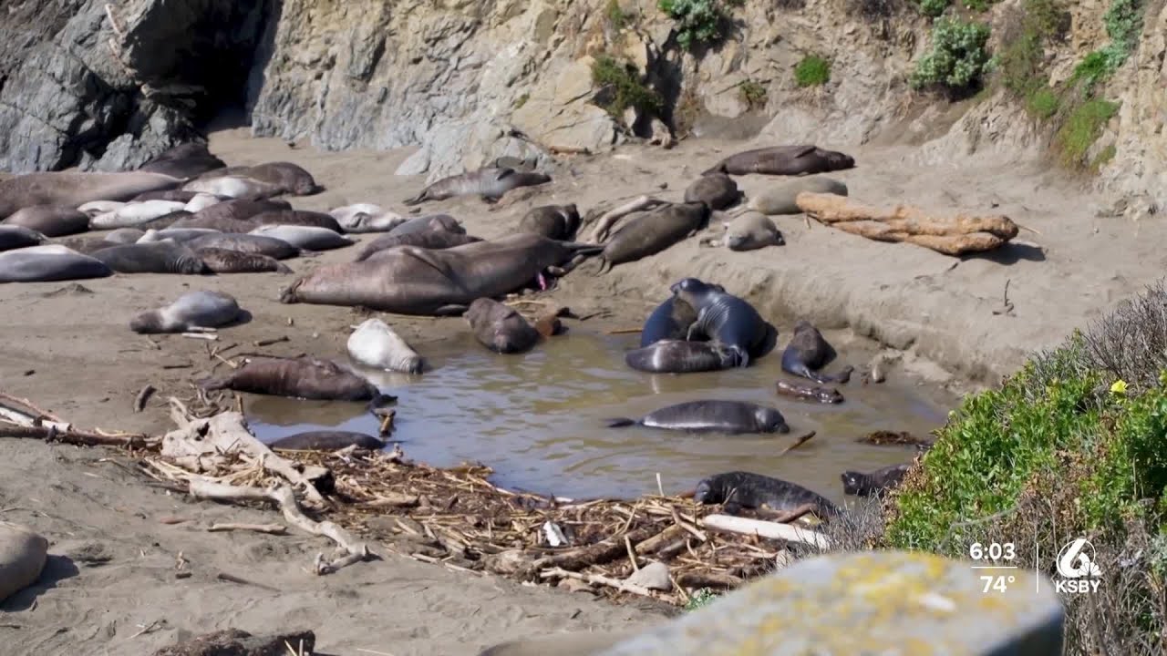 Avian flu detected in elephant seals; Central Coast officials monitoring local wildlife