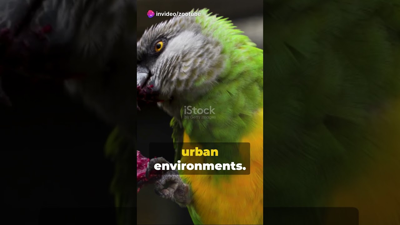 Caiques Parrots|| South American Parrots||Caique Breeding Habits||Caique parrots breeds