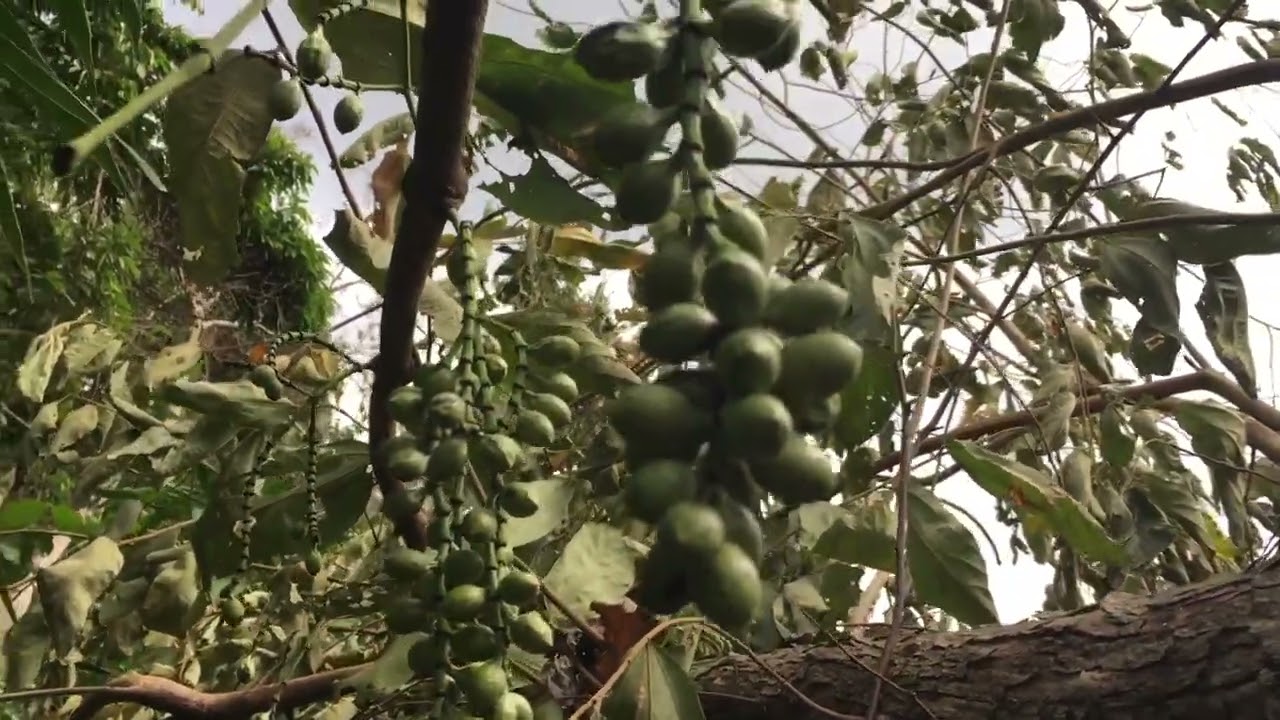 ផ្លែវល្លិ៍ខ្លូត | Khlot fruits #nature #garden #angkor