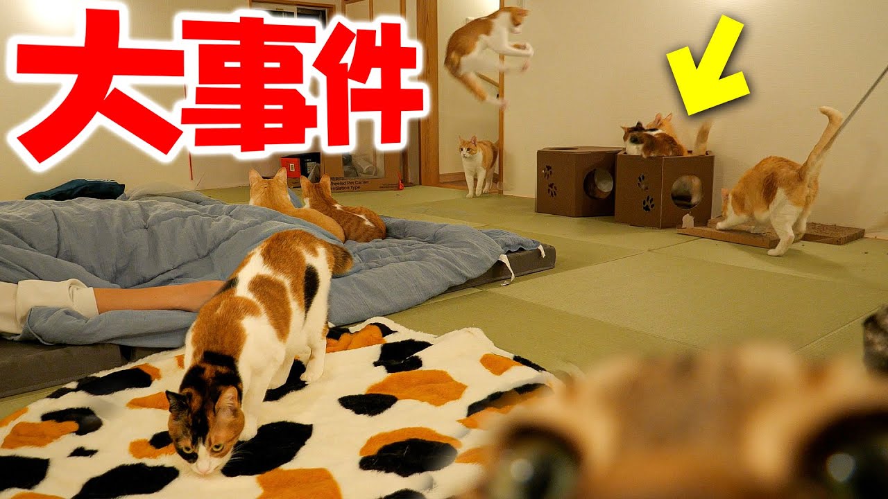 【神回】飼い主が寝ている間の猫たちをモニタリングしたら衝撃の事件が起きていましたwwww