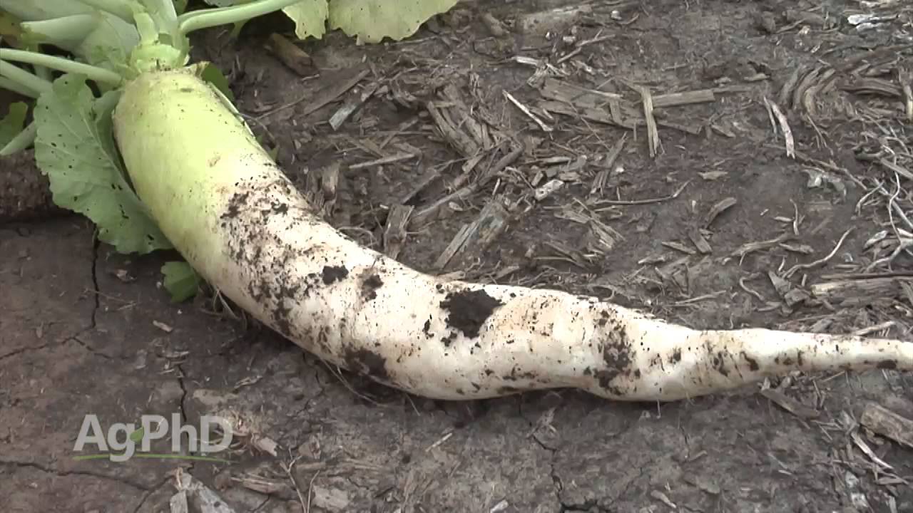 Farm Basics #909 - Cover Crops (Air Date 9/6/15)