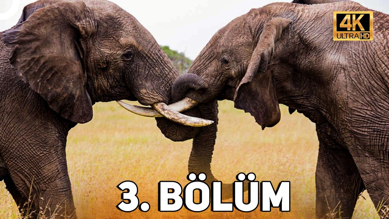 VAHŞİ SERÜVEN 3. BÖLÜM | 4K HAYVAN BELGESELİ