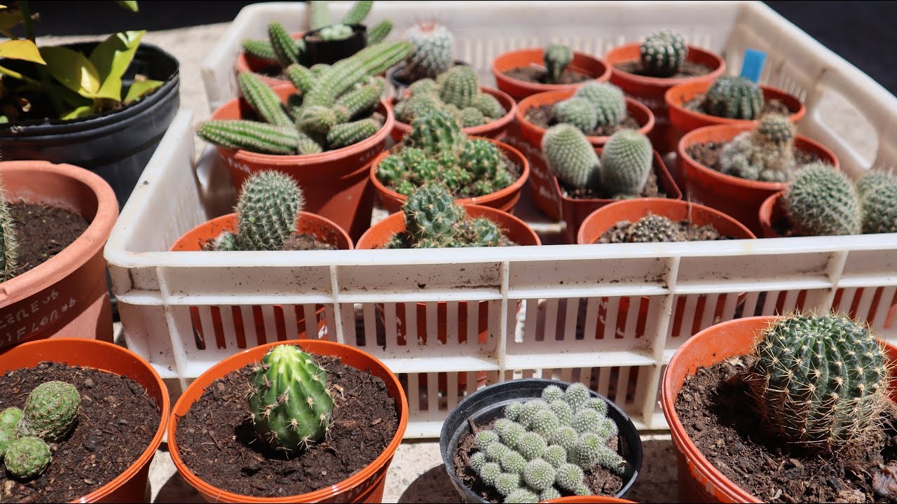 Tengo Cactus nuevos ! Rebutia - Lobivia - Pereskia - Mammillaria - Trichocereus - Sulcorebutia