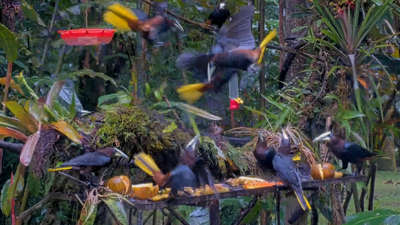 Chestnut-Headed Oropendolas Forage In A Flurry Of Feathers In Panama | Feb. 18, 2026