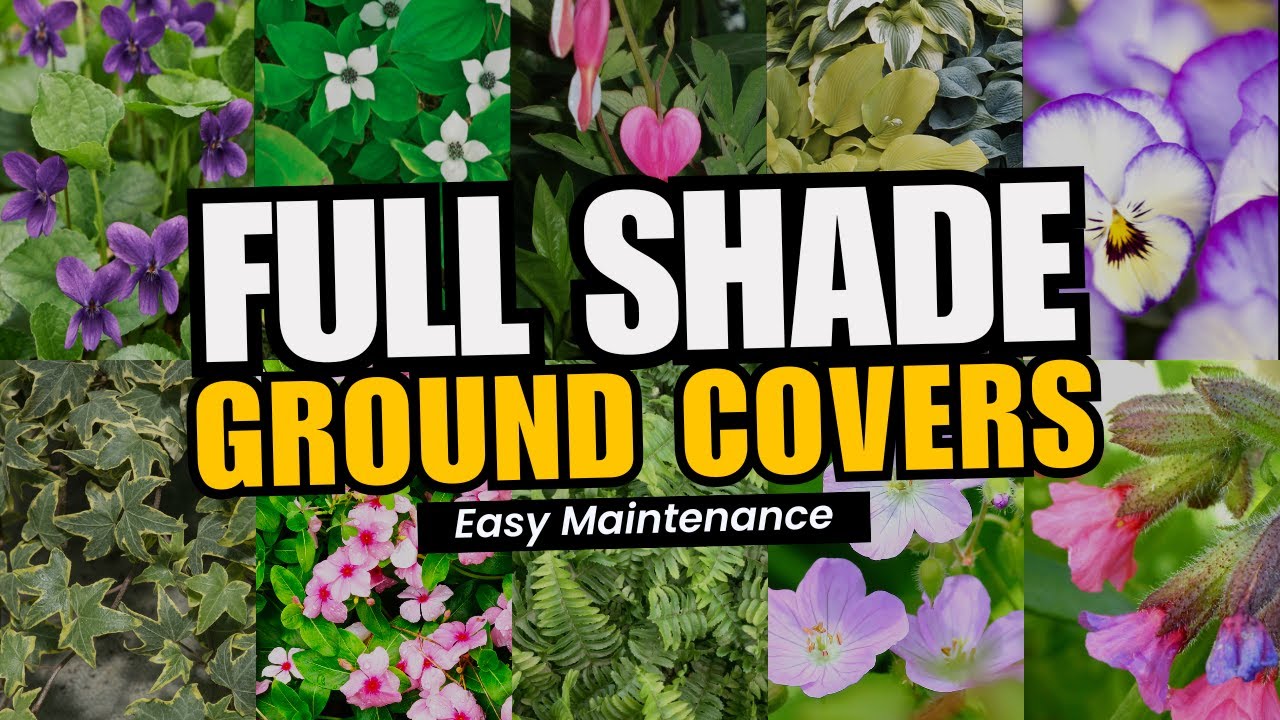 10 Best Ground Covers Plants for Shady Spots 🌳✨