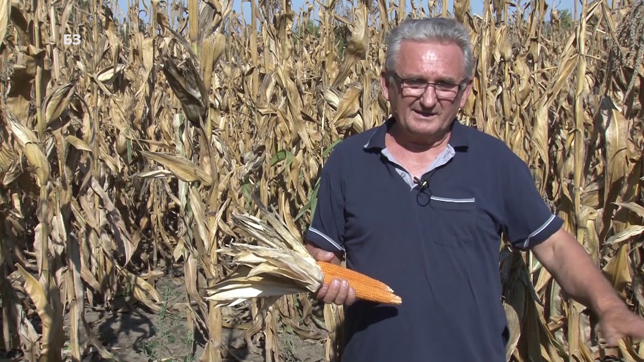 KUKRUZ KOKICAR  - dvoklipni  - MASINA za VEJANJE  I SELEKTIRANJE - veci prihodi nego na merkantili