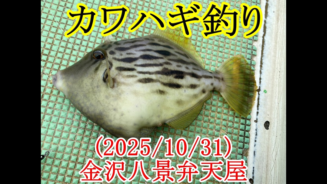 【2025年カワハギ釣り】船カワハギ釣りで誘い方検証！？