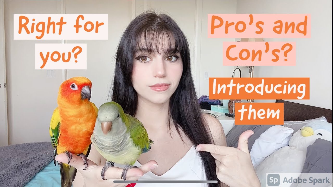 Should You Get a Second bird?