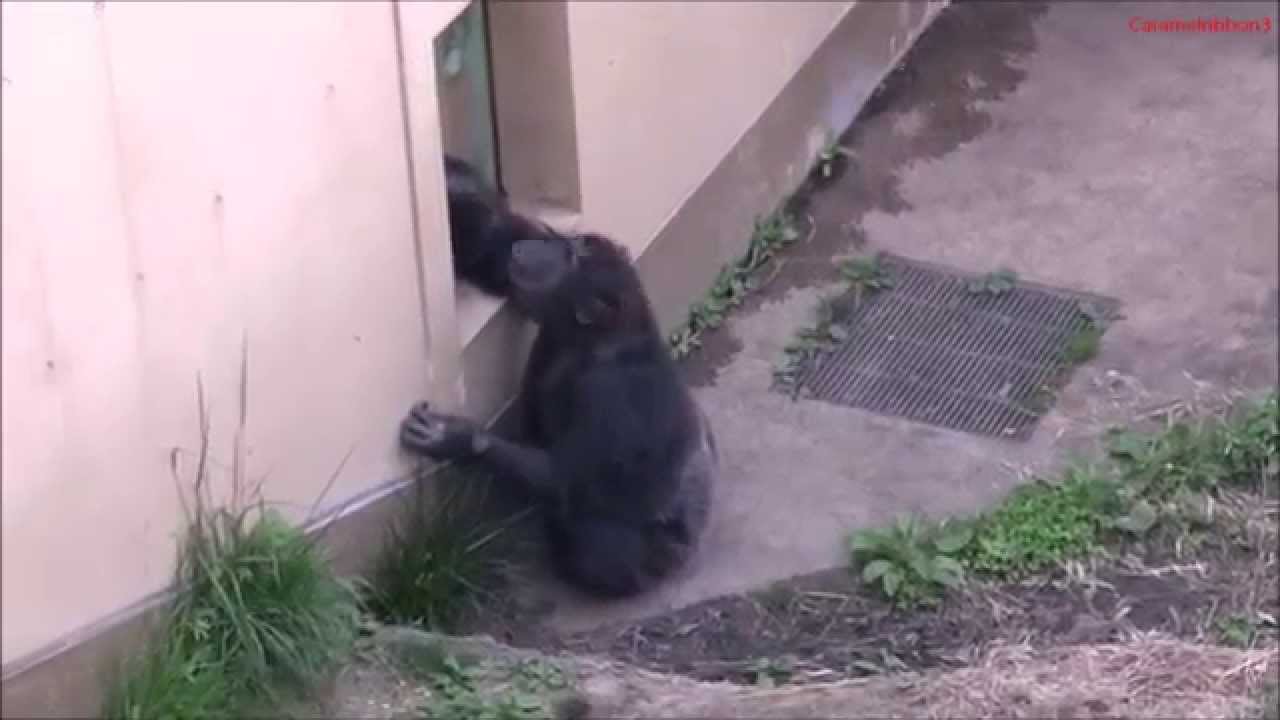 Chimpanzee Yu Display at Kamine Zoo