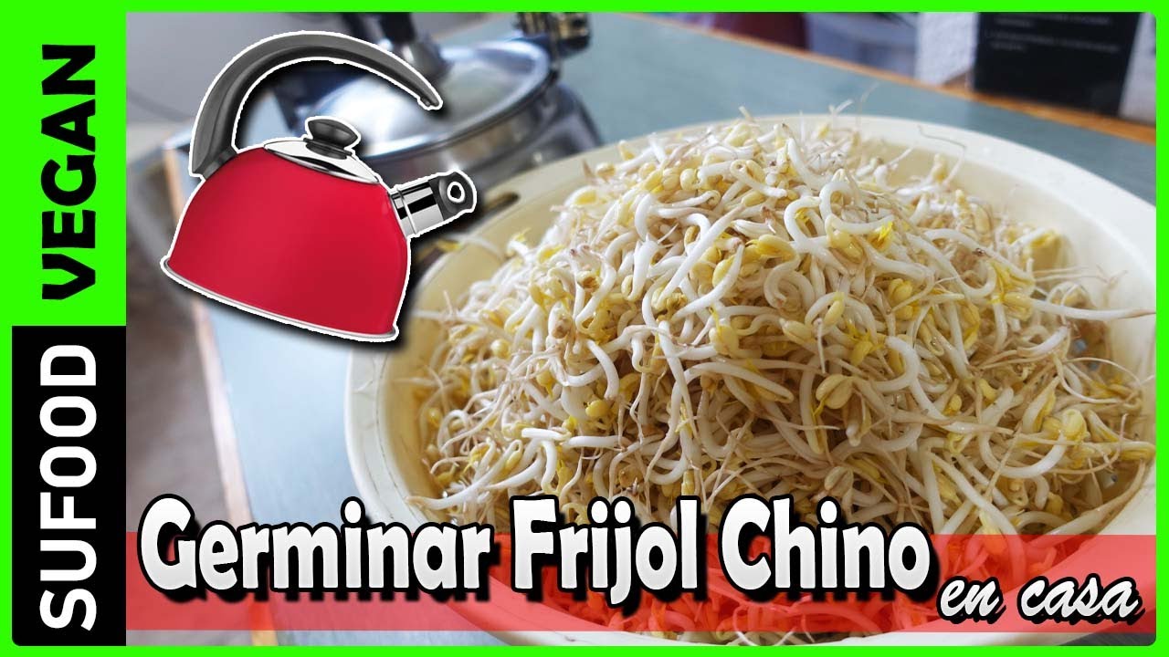 【Nueva Forma de Germinar Frijol Chino en casa】Paso a paso【SuFood】