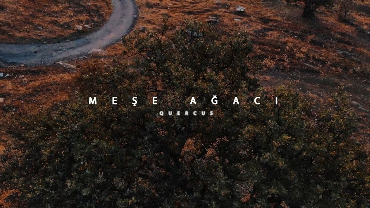 #Meşe