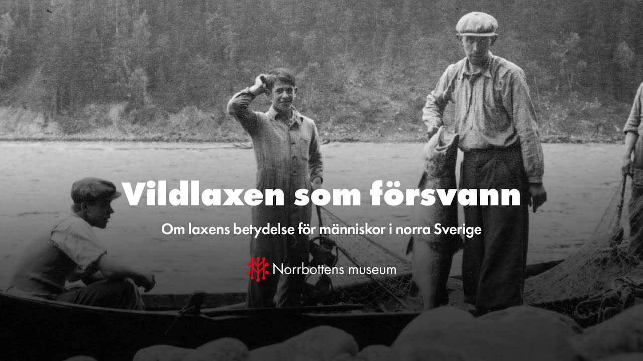 Vildlaxen som försvann | Norrbottens museum