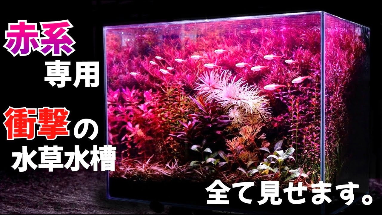 【ｱｸｱﾘｳﾑ/立ち上げ#3】衝撃の赤系水草だけの小型水槽