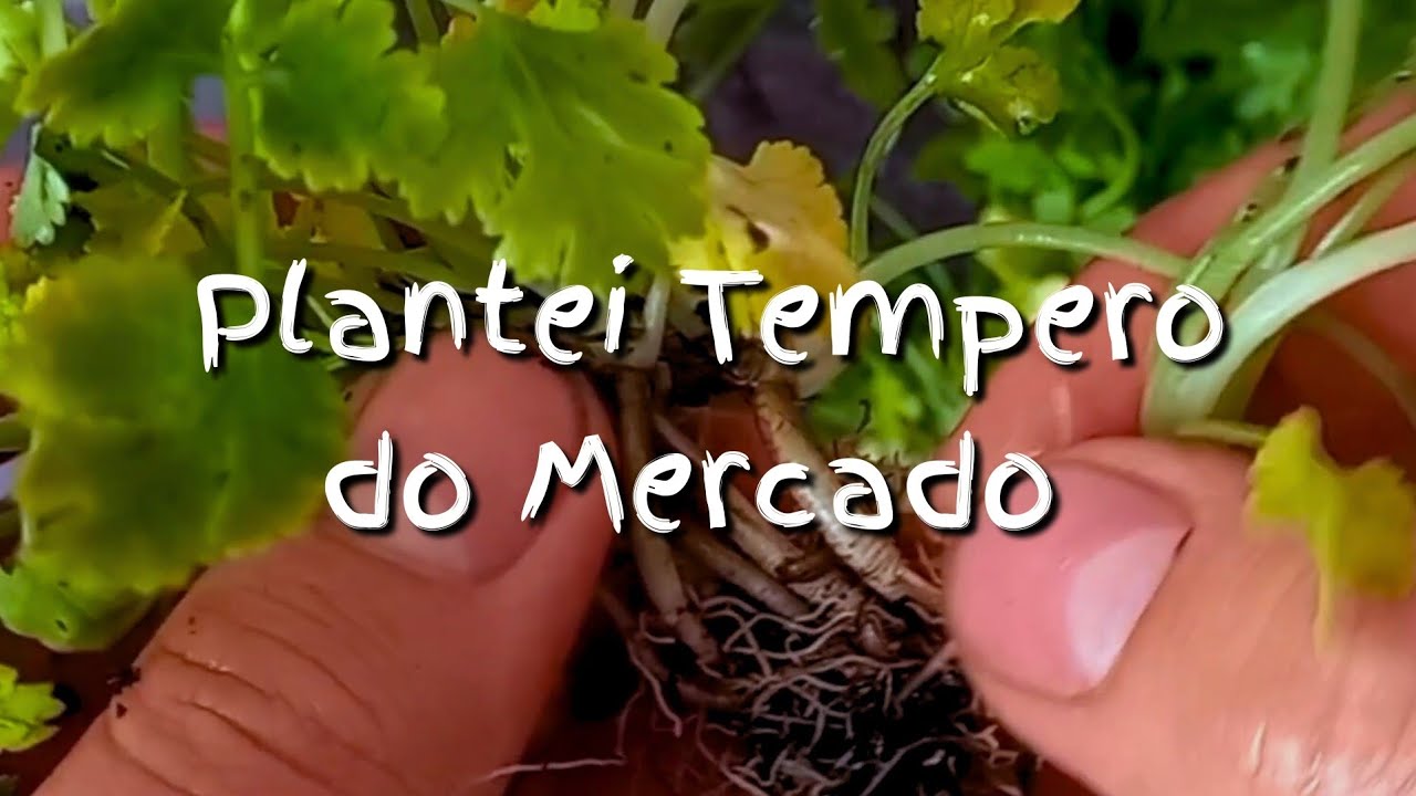 Platei hortaliças do mercado, deu certo?