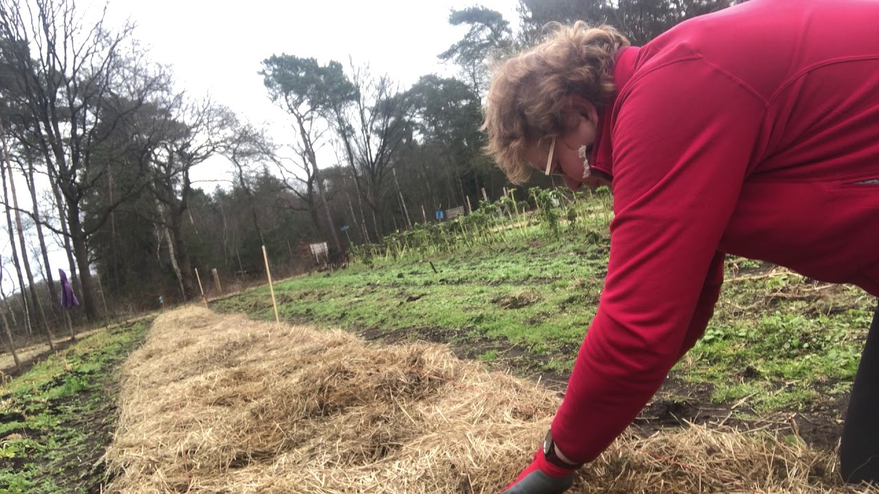 Aardbeien planten in nieuw (mulch)bed