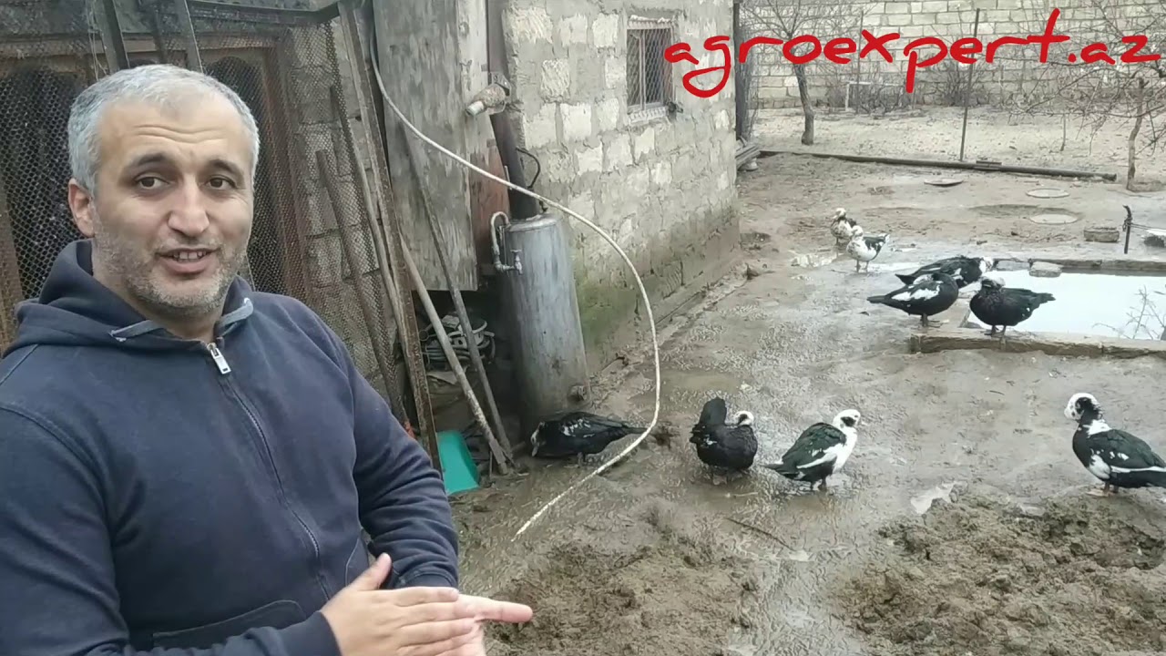 Ördək biznesi haqqında