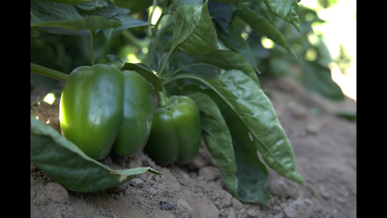 Baloian Farms' Bell Peppers from the Field to Order Fulfillment