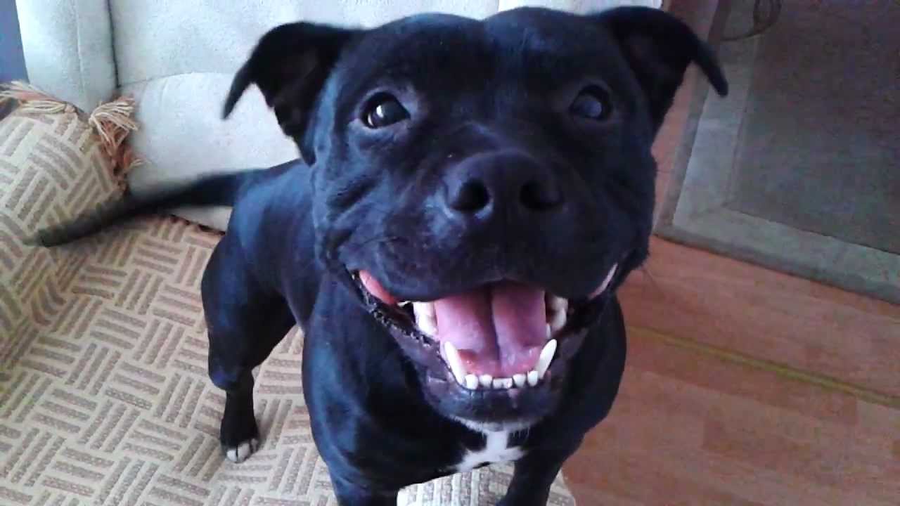 Staffordshire bull terrier u babci w domu