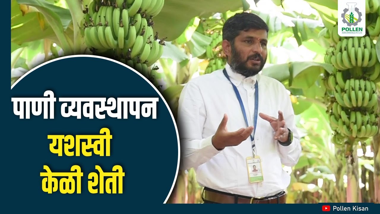 केळी लागवडीमध्ये पाणी व्यवस्थापन | Pollen Kisan