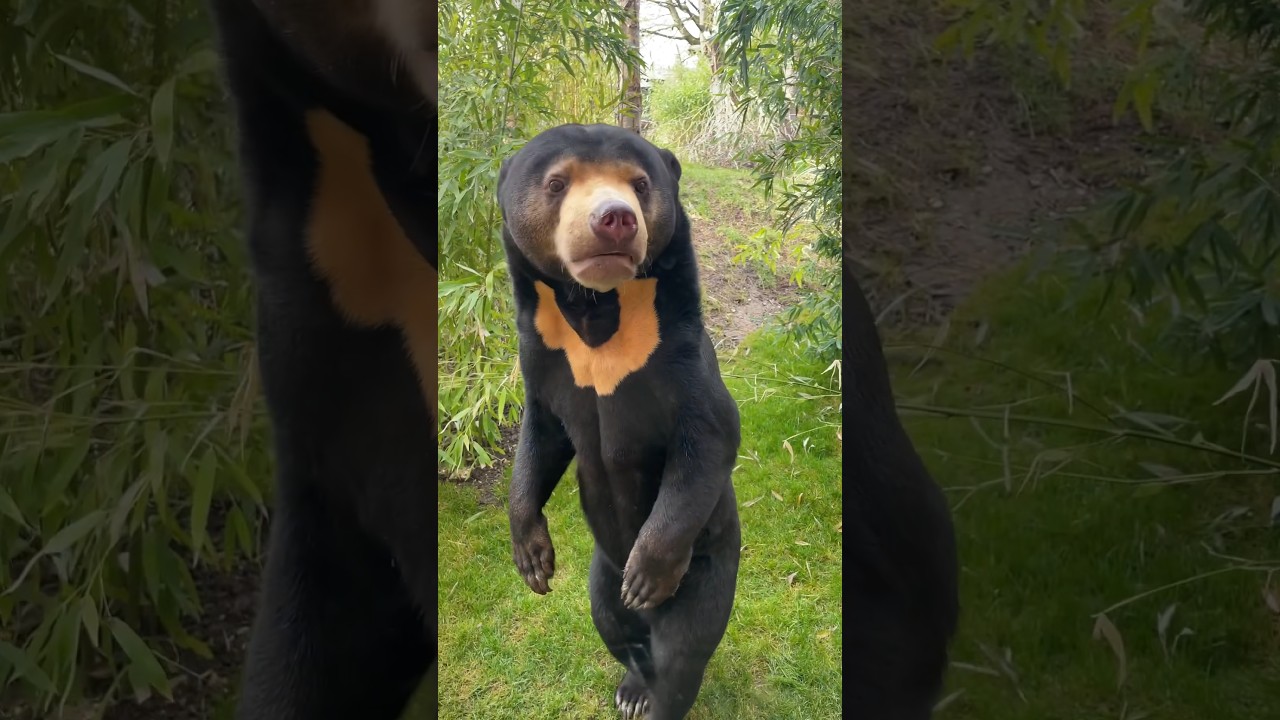 Meet the Sun Bear☀️#shorts
