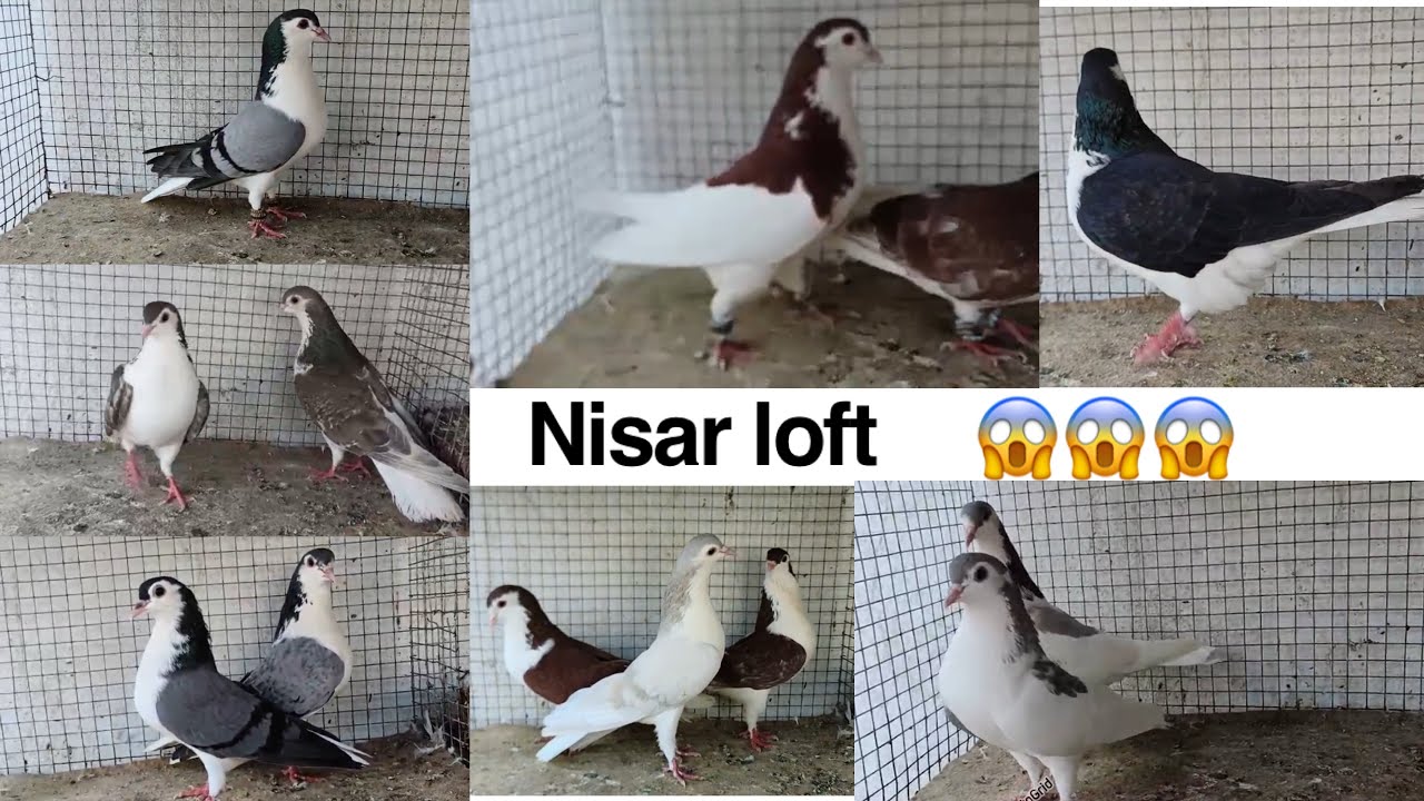 Sharazi pairs for sale in offer price location Kishan Bagh 97005 53406