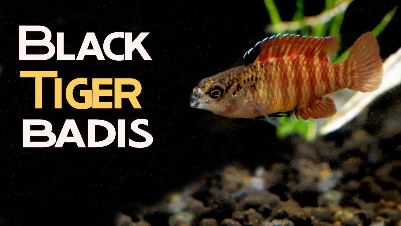 All About Black Tiger Badis (Dario dario sp Myanmar): The Teeniest Tiger.