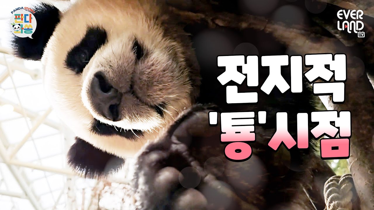 [ENG]정체 탄로 위기에 처한 툥누렁 자매와 부러운 툥바오｜#판다와쏭 #192
