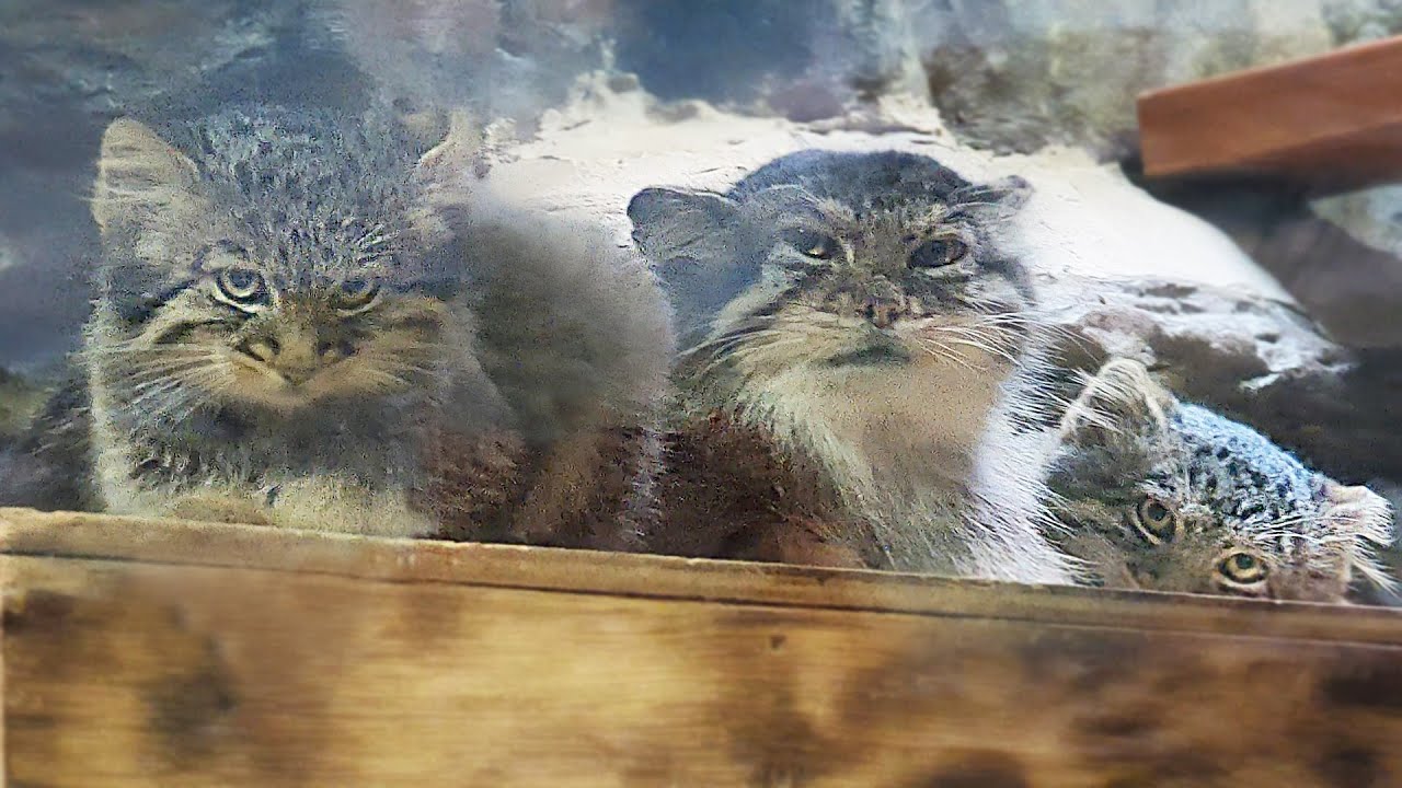 В зоопарке Уэно родились детёныши кошек-манулов