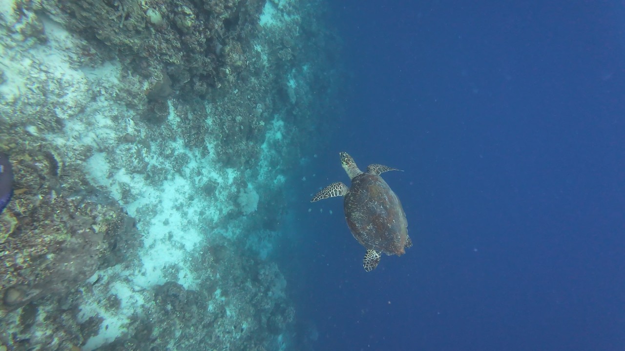 Na Grasyahan Napod Ta Pang Konsumo Panud-an! | Spear Fishing Panglao Bohol!