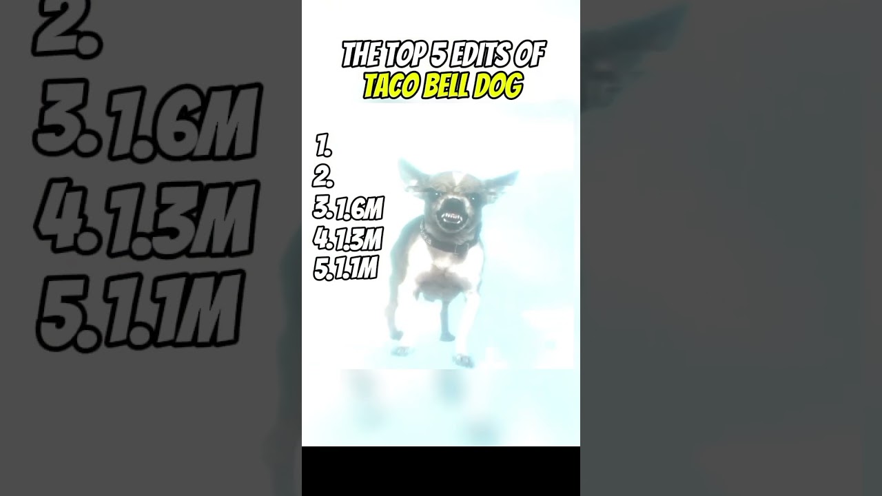 tThe top 5 edits of  Yokero taco bell dog#tacobell#top5#dogedit#tacobelldog