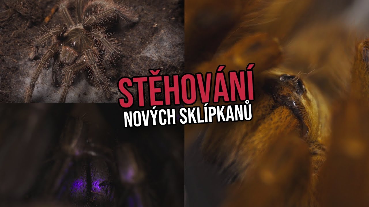 VELCÍ SKLÍPKANI, ÚTĚK CHILOBRACHYSE A DĚSIVÁ STONOŽKA!!!