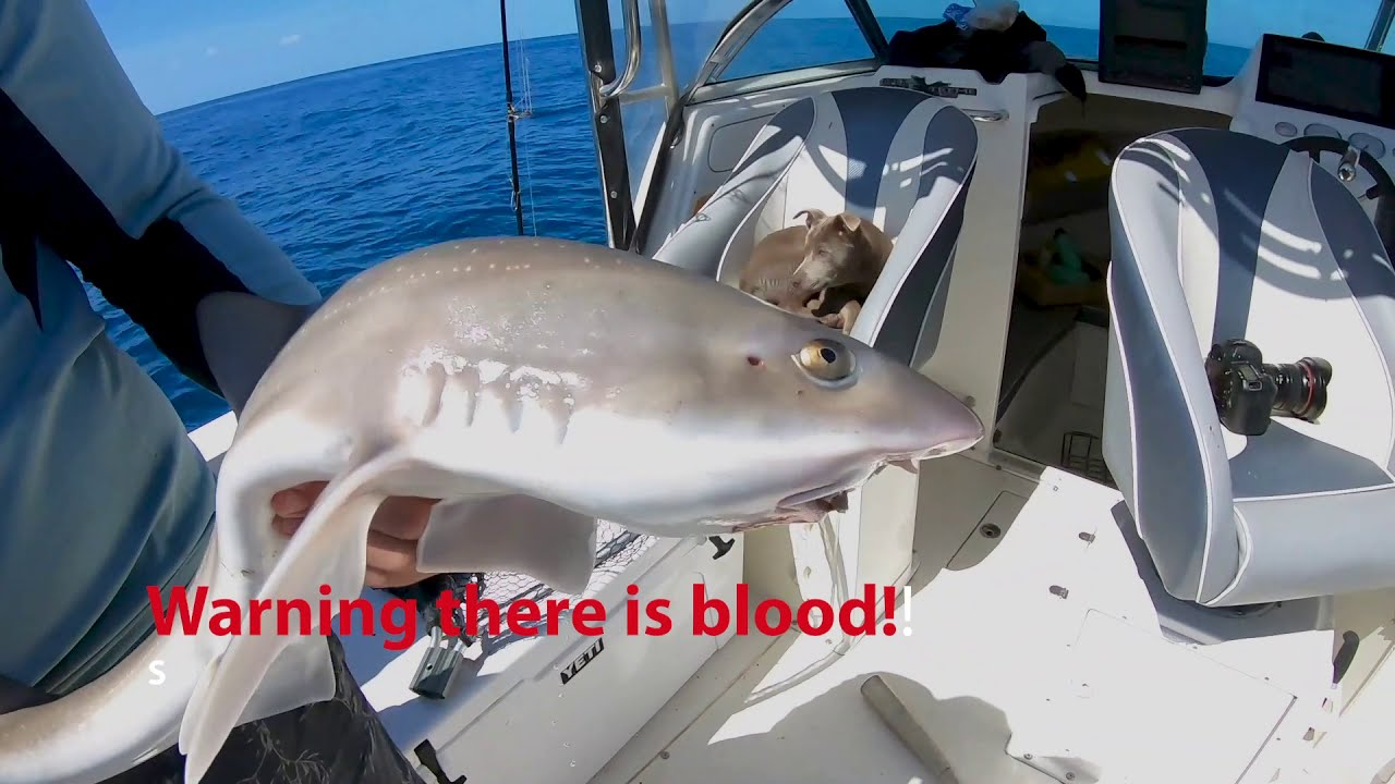 How to clean a shark for the perfect flake