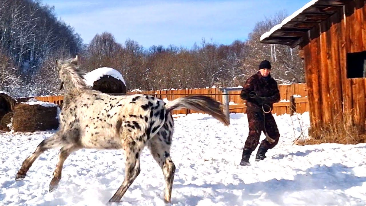 ПЯТНИСТЫЕ ЗВЕРЁНЫШИ: НАЧАЛЬНАЯ ПОДГОТОВКА ЖЕРЕБЯТ!