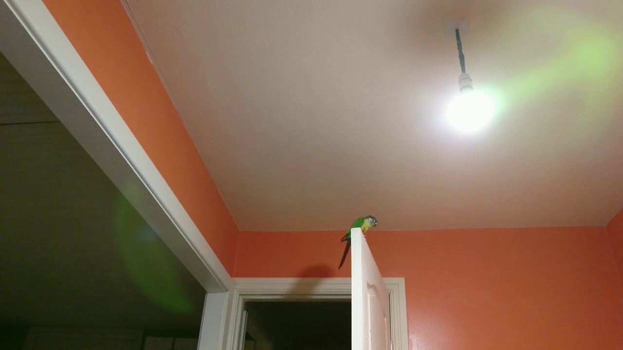 Green Cheeked Conure Making Squeaking Noises
