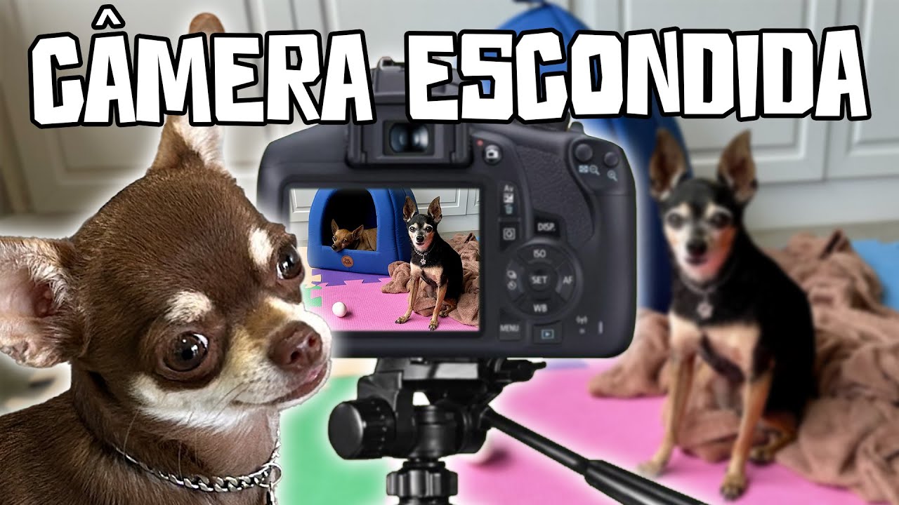 E SE UM LADRÃO ENTRASSE EM CASA, O QUE MEU CACHORRO FARIA?  A CÂMERA GRAVOU TUDO!