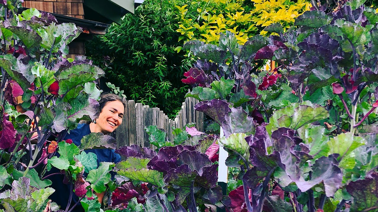 Everything You Need To Know About Purple Tree Collards