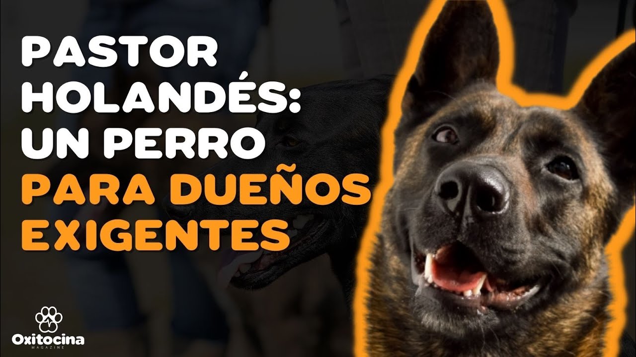PASTOR HOLANDÉS: 9 COSAS que debes SABER
