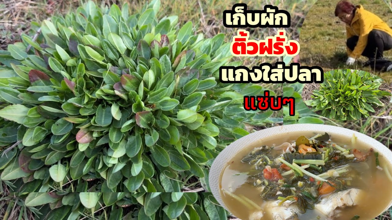 เก็บผักติ้วฝรั่งกอใหญ่งามๆ มีหลายคำถามว่าผักติ้วฝรั่งทำอะไรได้บ้าง?เมนูแกงปลาใส่ผักติ้วฝรั่งแซ่บๆ