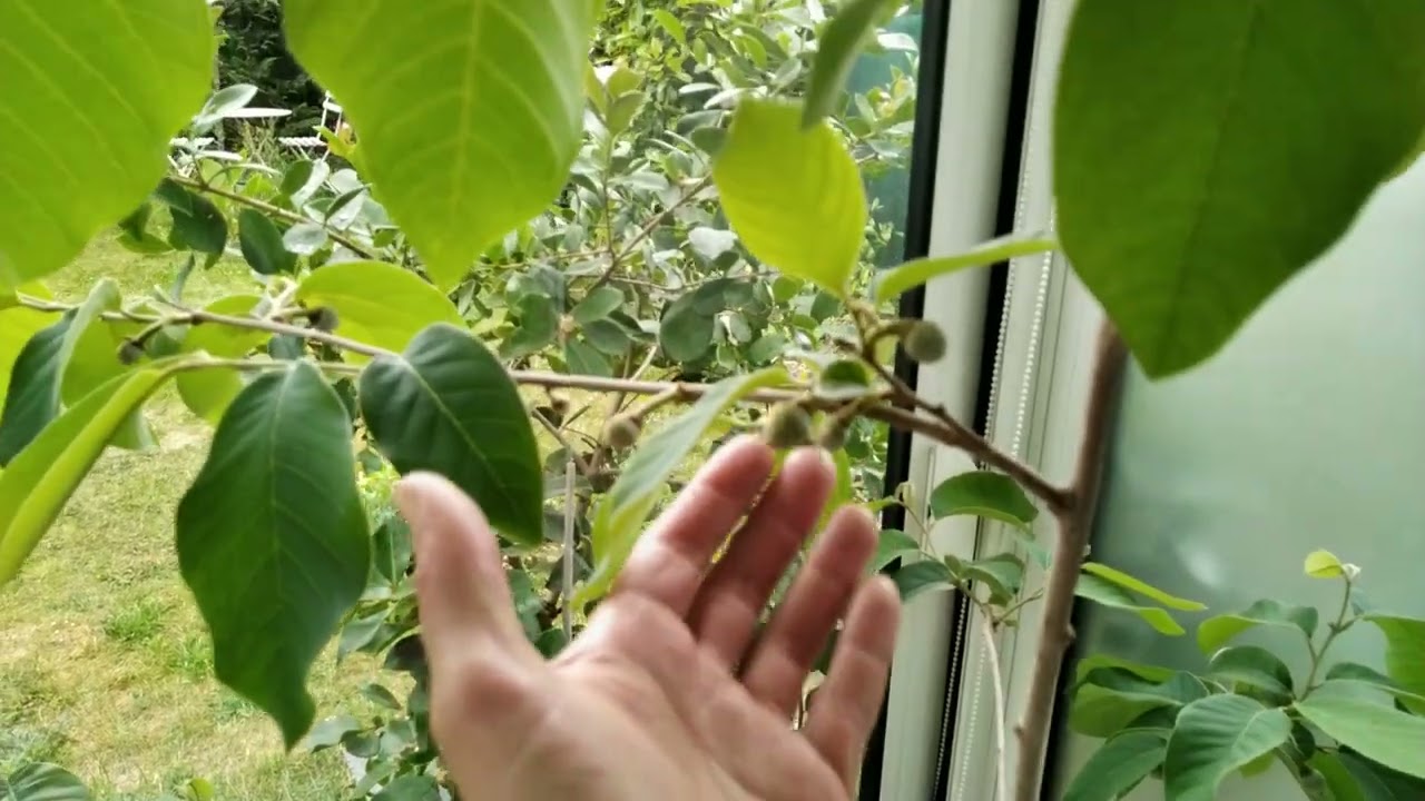 Cherimolier en ile de France.