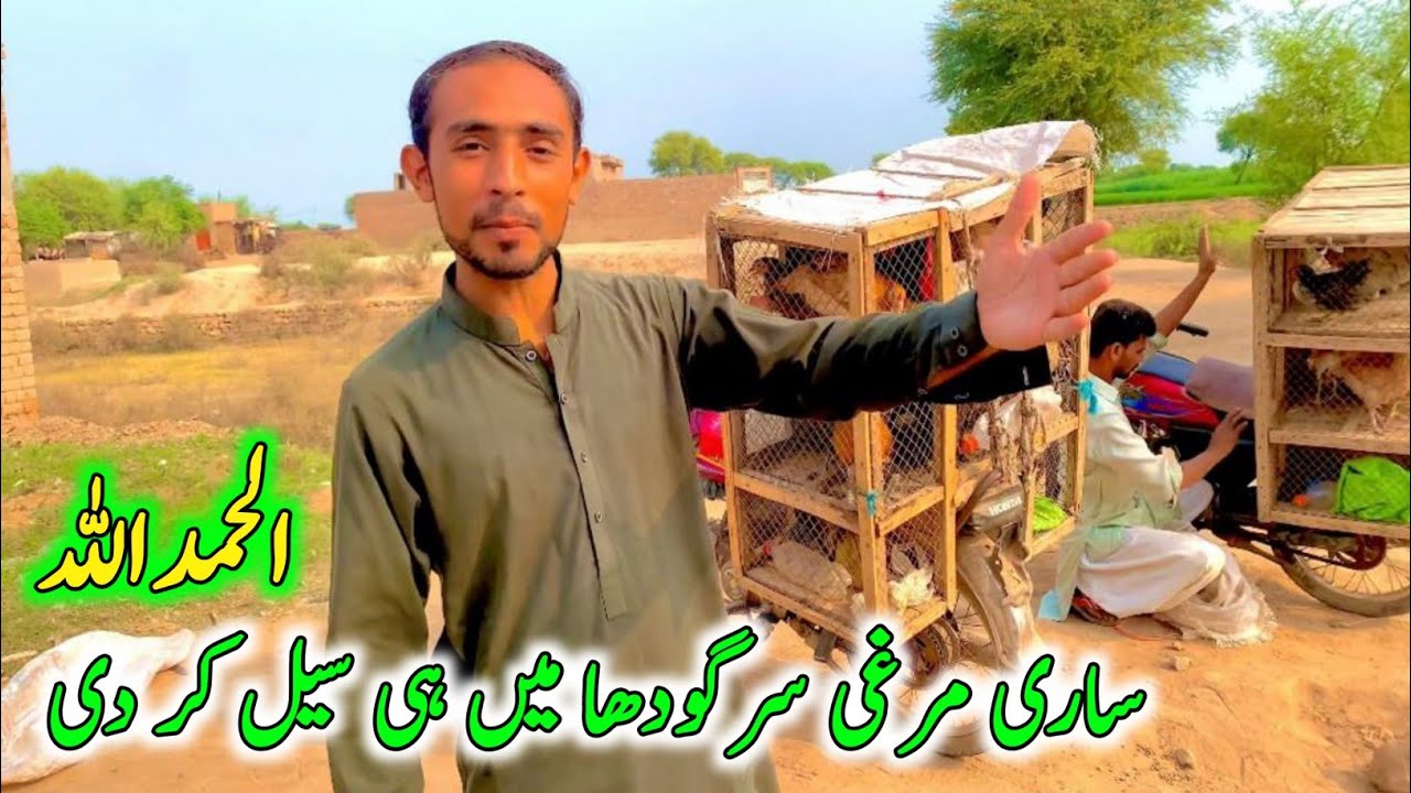 Desi hen Sale point in Sargodha | Ali Bhai Poultry Farm Sargodha