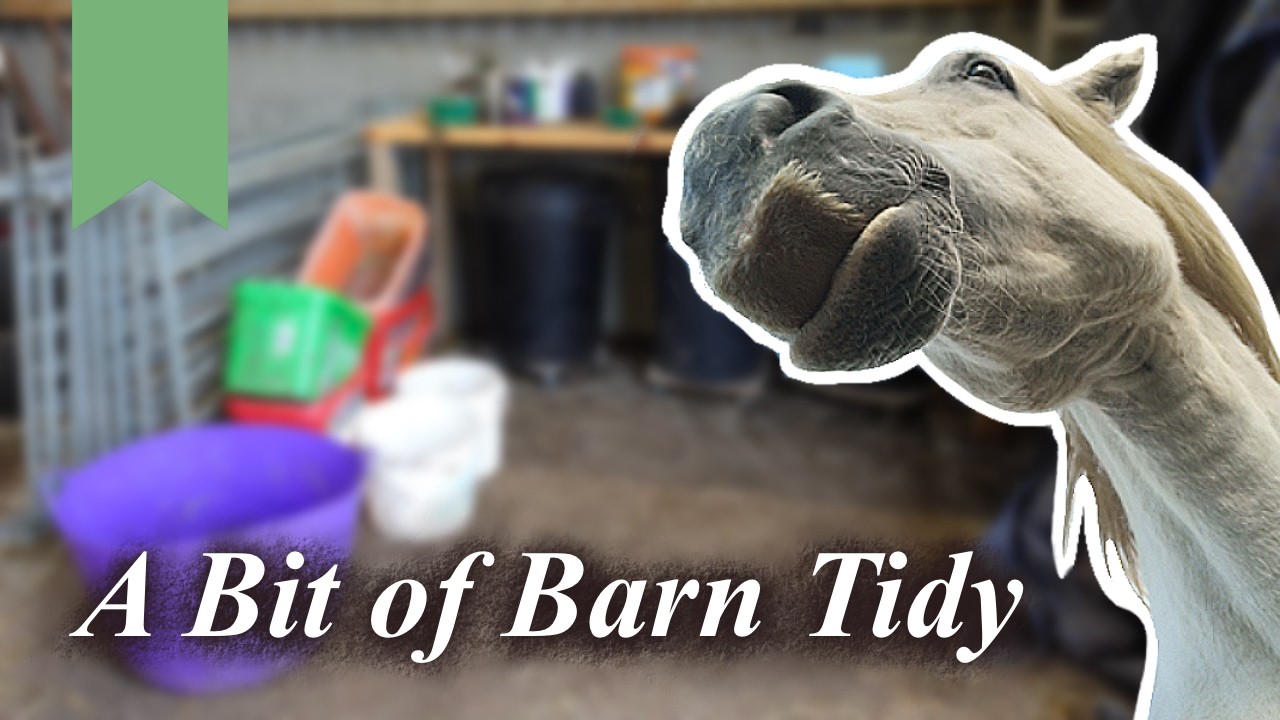 Tidying The Horse Feed Area | My Pony Chirrups! | Scotland UK
