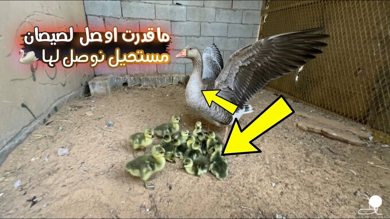 الوزه فرخت 😍 🦢  🐣/ الذكر يدافع لها 😂 