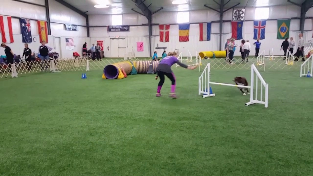 One Mind Dogs (OMD) 3 day Agility Seminar April 2017