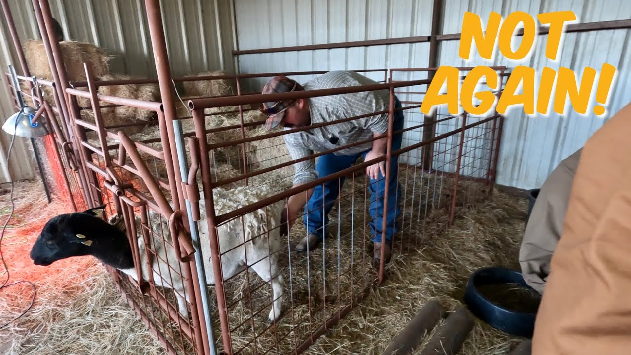 Live Lamb Birth Caught on Video!