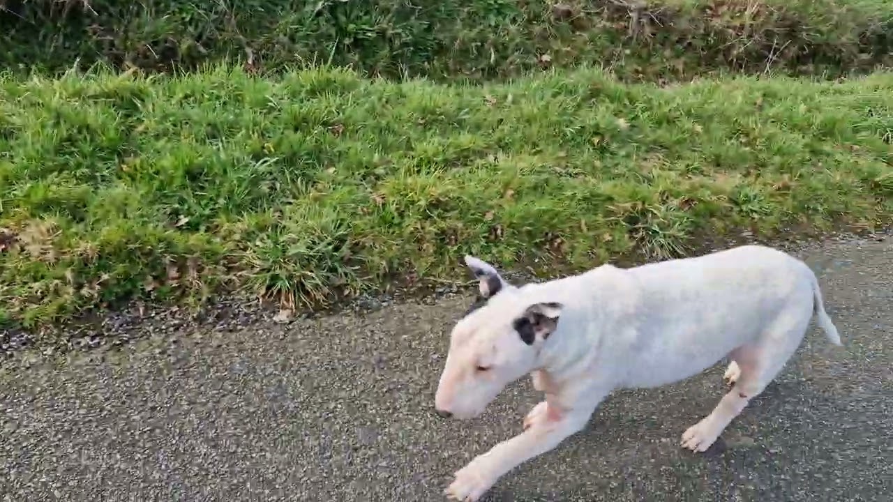 The 3 Amigos + 2. #ruralfrance #frenchlife #lifeinfrance #spitz #cat #englishbullterrier 