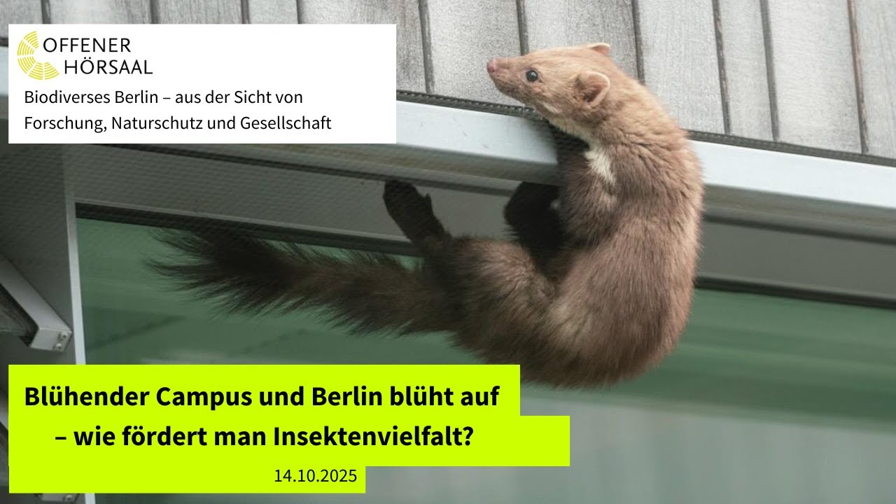 Blühender Campus und Berlin blüht auf – wie fördert man Insektenvielfalt? (14.10.2025)