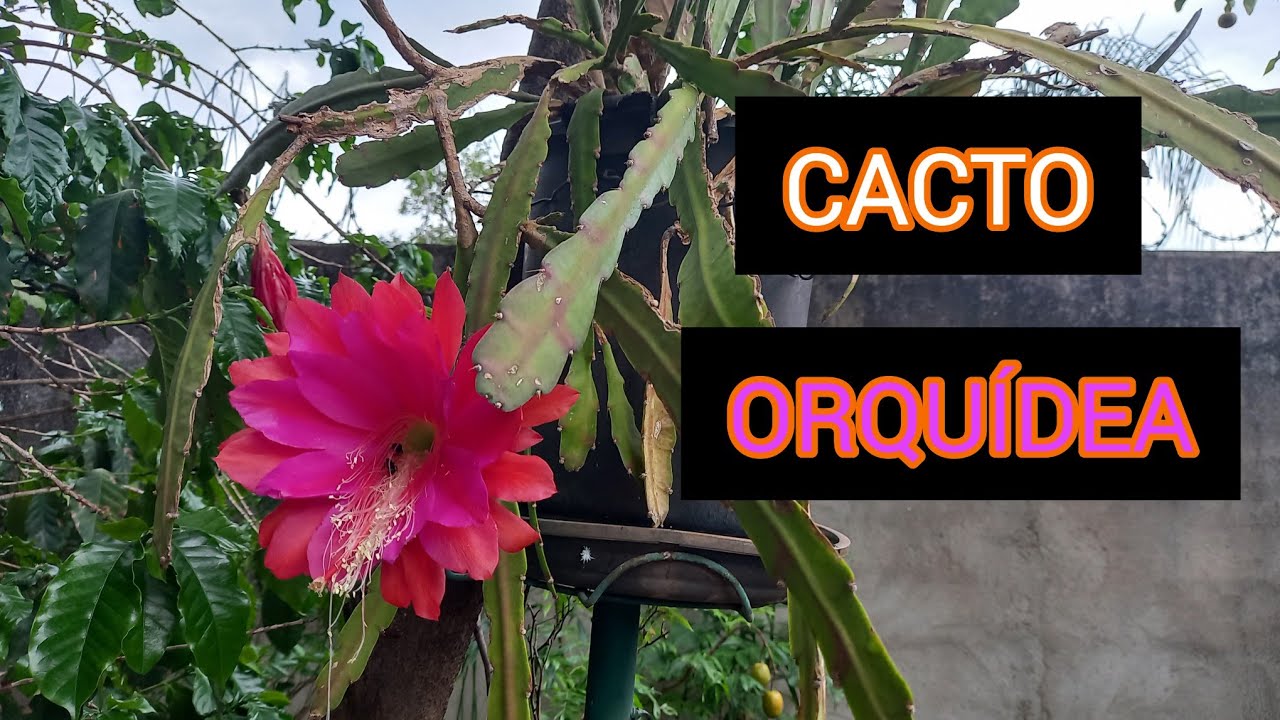 A belíssima floração do cacto Orquídea (epiphylum)