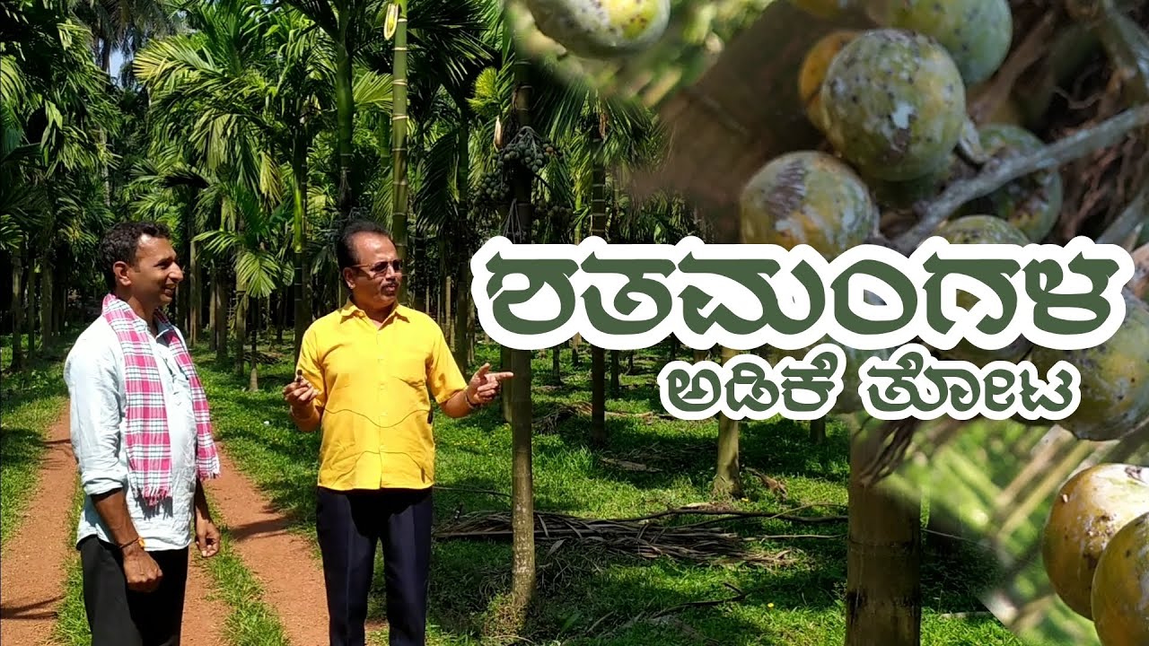 ಶತಮಂಗಳ ಅಡಿಕೆ ತೋಟ | ಪರಿಚಯ ಟಿವಿ